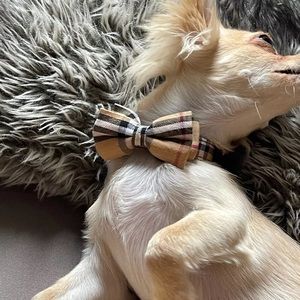 Dog Designer Bow tie Collar